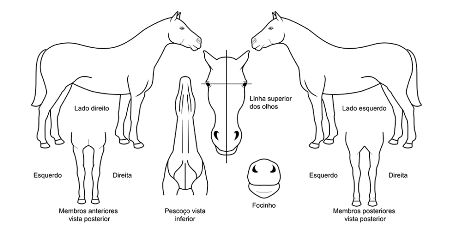 Guia de lados do cavalo